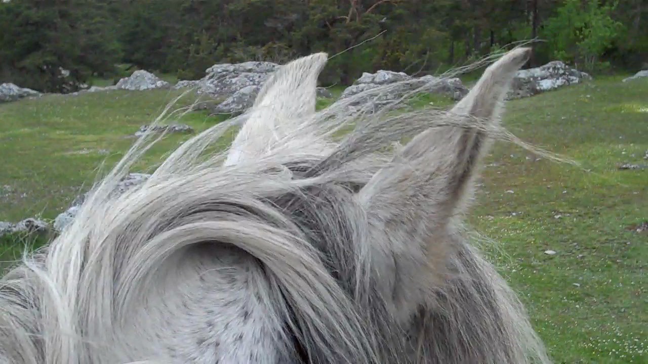 Megara, zus van El Blanco