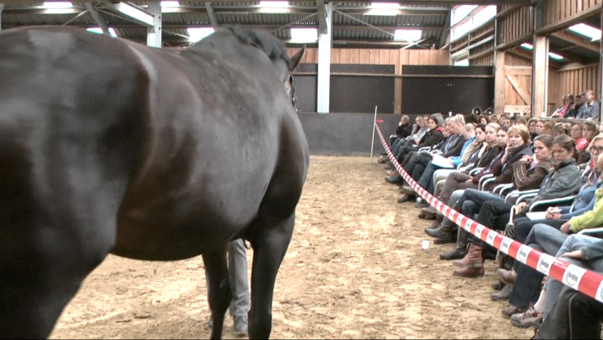 Paarden Begrijpen Premium Seminar 2011