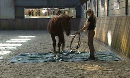 Basistraining