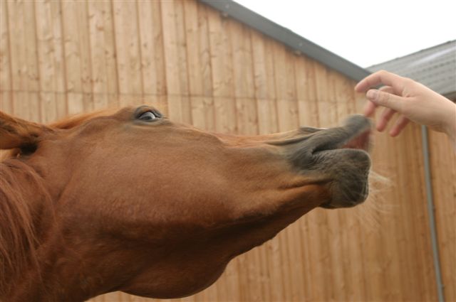 Trotse arabier reactie