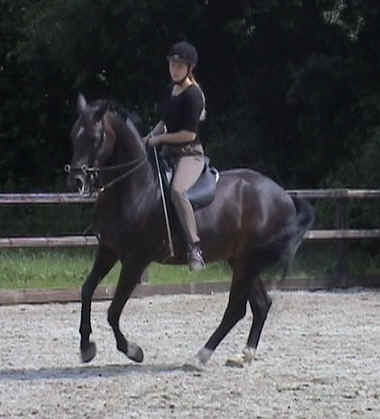 PaardenBegrijpen