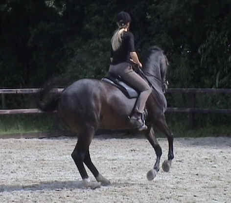 PaardenBegrijpen