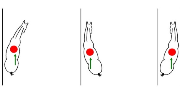 Rechtrichten PaardenBegrijpen