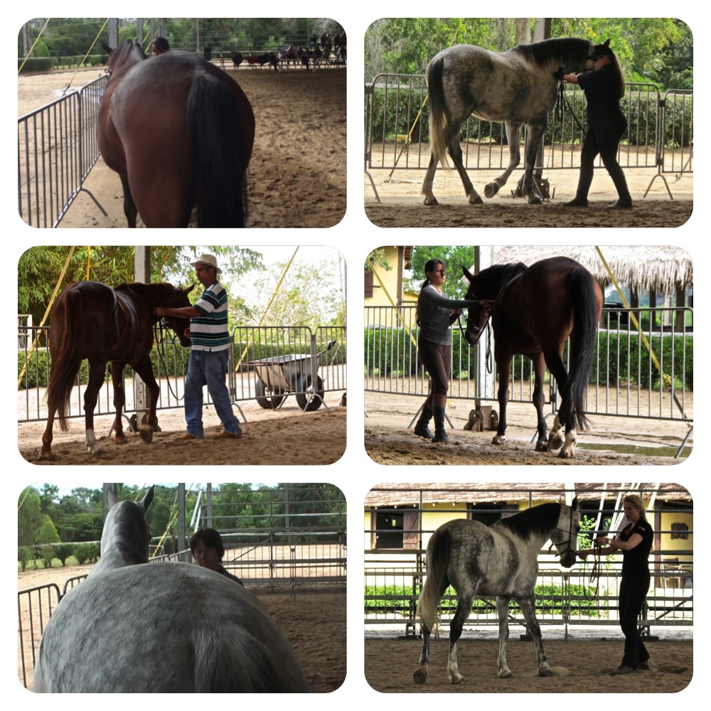 straightness-training-brazil-haunches-in