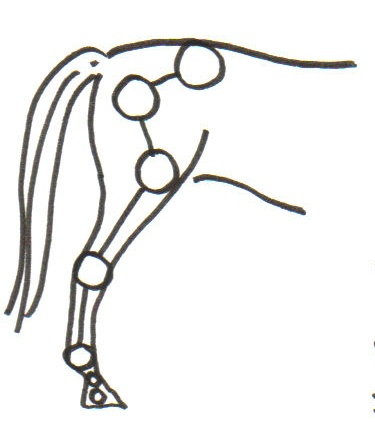 knieproblemen paard knieproblemen paard