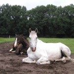 Paarden zijn hoe wij zijn