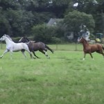 Paarden zijn hoe wij zijn